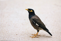 Acridotheres tristis